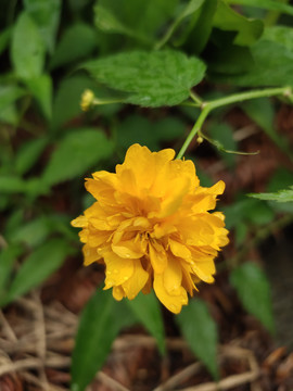 棣堂花特写