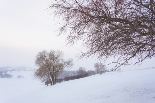 雪景