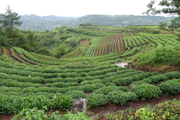 茶山