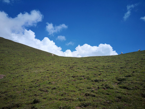 高原山羊