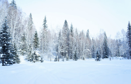 冬日新疆冰雪世界仙境森林风景