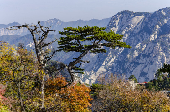 华山秋景