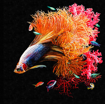金魚