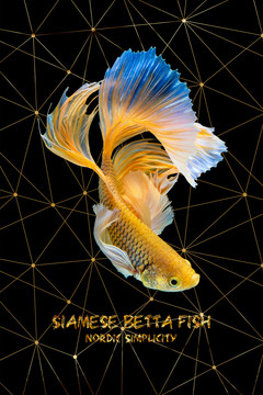 莫小金魚