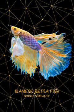 金魚