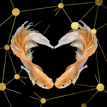 雙金魚