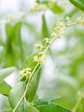 枣花特写