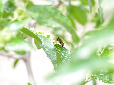 蜂蜜在枣树上采蜜