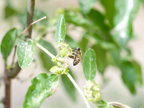 蜂蜜在枣树上采蜜