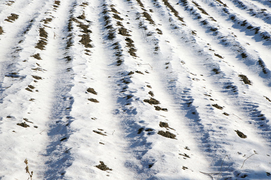 农村耕地雪景