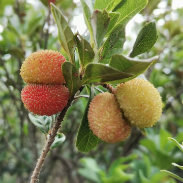 纯野生红杨梅