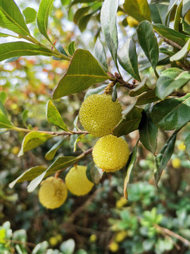 纯野生杨梅