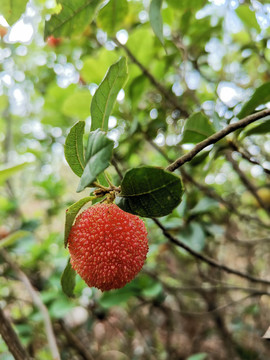 纯野生红杨梅