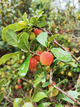 纯野生红杨梅