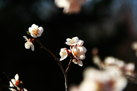 春天的花