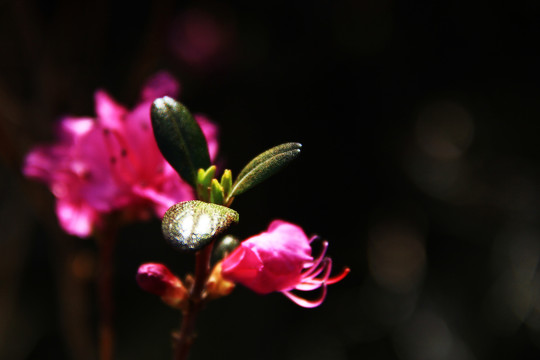 杜鹃花