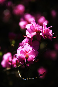 杜鹃花