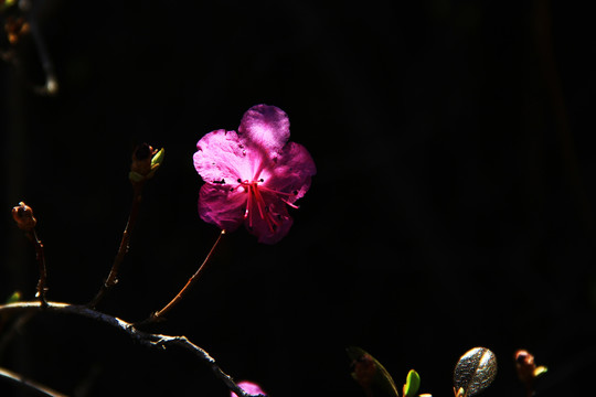 杜鹃花