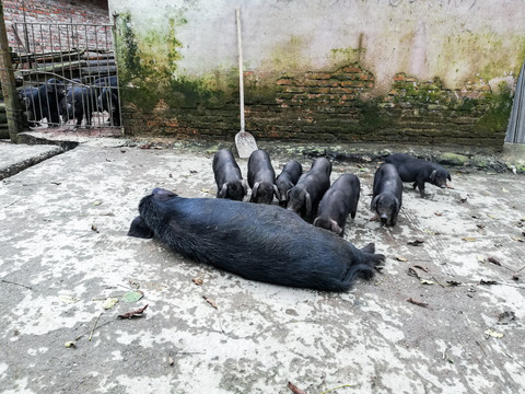 黑猪本地猪养殖猪肉