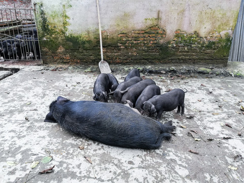 黑猪本地猪养殖猪肉