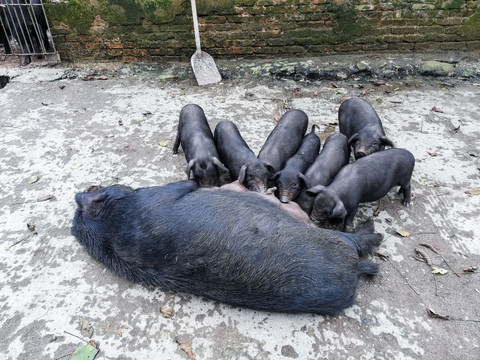 黑猪本地猪养殖猪肉