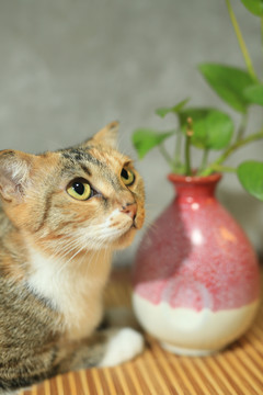 小花猫