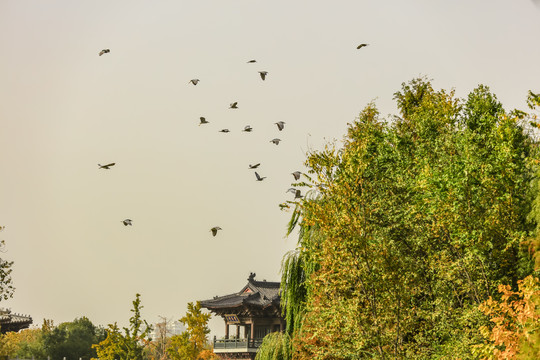 济南大明湖超然楼上空飞翔的鸟