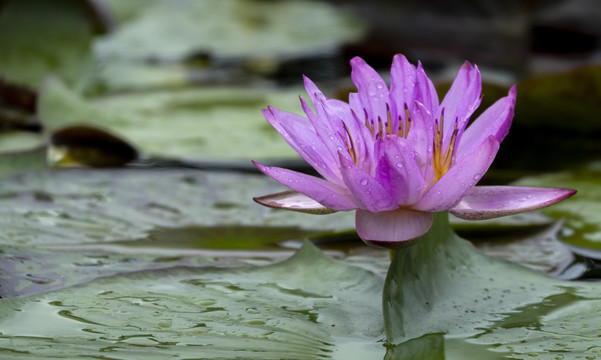 出水芙蓉