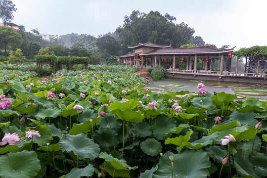 唯美雨中荷塘景色