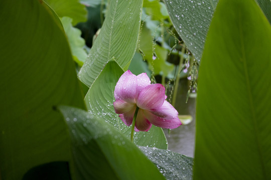 雨中荷花