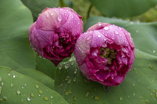 雨中荷花