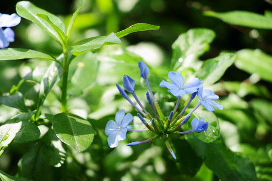藍花丹