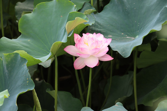 特写荷花