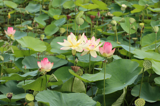 特写荷花