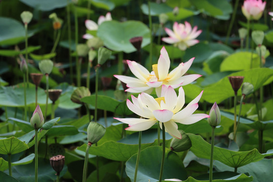 特写荷花