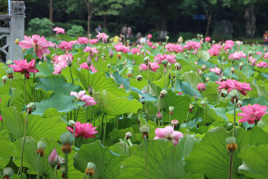 夏日荷花