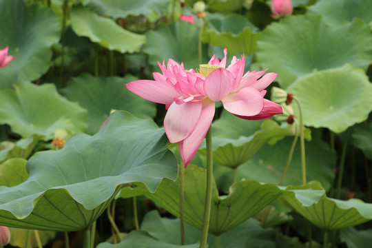 特写荷花