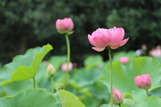 高清荷花