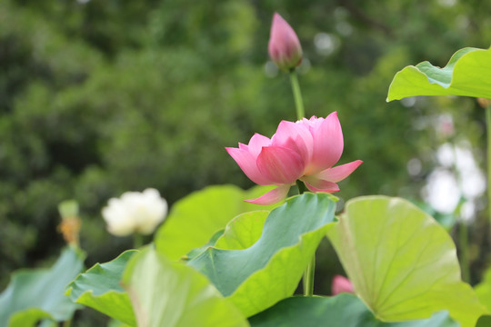 特写荷花