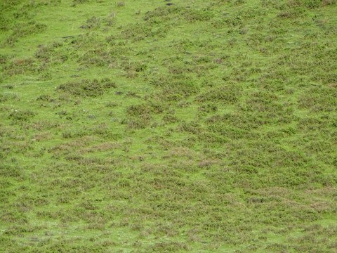 草原山坡