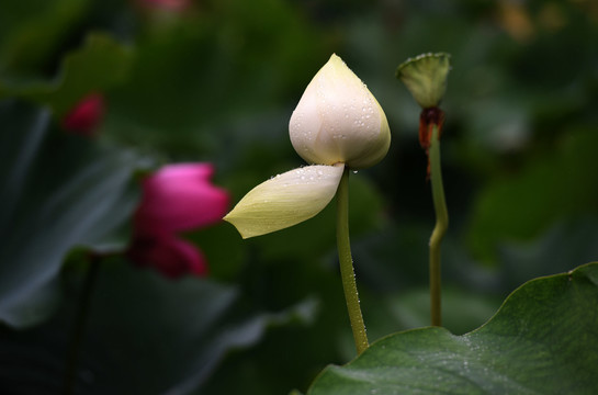 雨后荷花