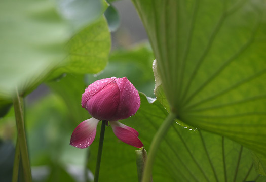 雨后荷花