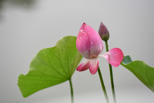 雨后荷花