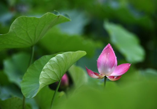 雨后荷花