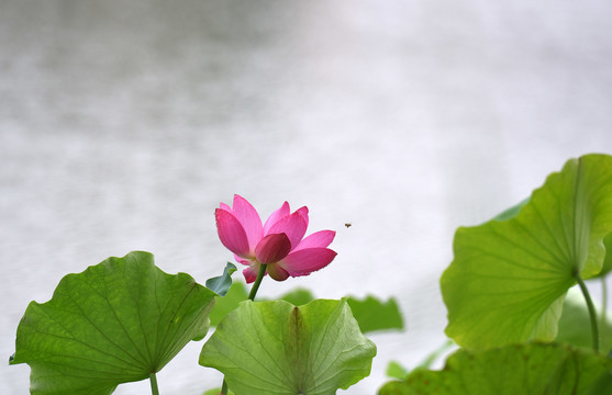 雨后荷花