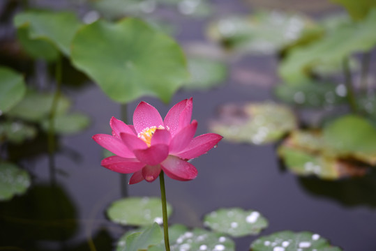 雨后荷花