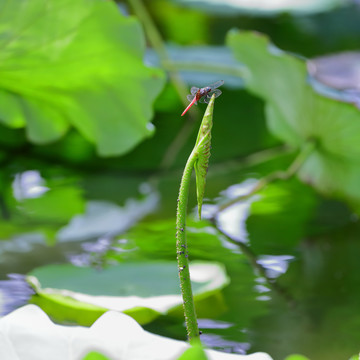 青蜓荷叶