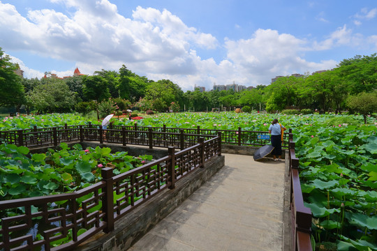 荷花公园