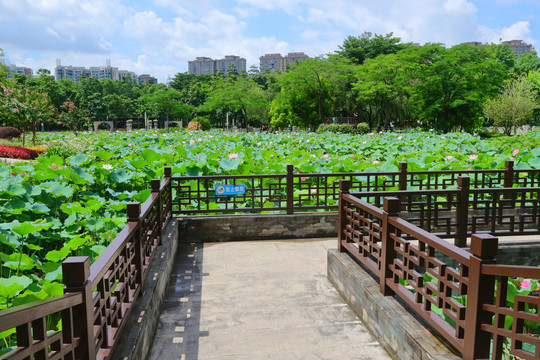 荷花池