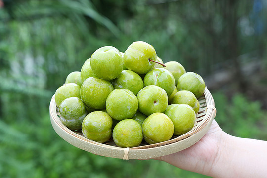 脫骨李青脆李